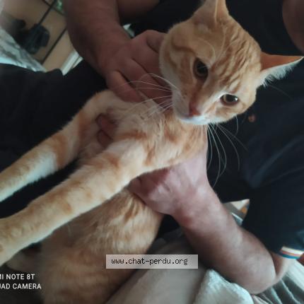 Foto 1/1 Senzu Chat perdido en Tourcoing