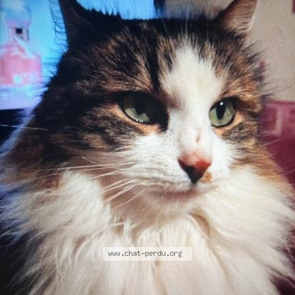 Foto 1/1 Guigui Chat perdido en Levier