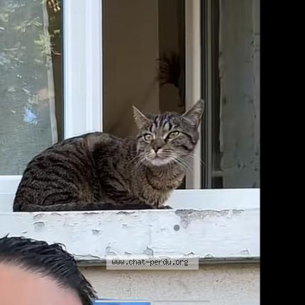 Foto 1/3 Lily Chat perdido en Parthenay