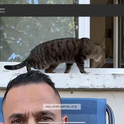 Foto 2/3 Lily Chat perdido en Parthenay