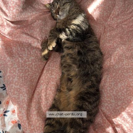 Foto 3/3 Lily Chat perdido en Parthenay