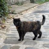 Foto del gato perdido en Paris