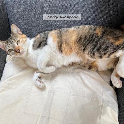 Foto 1/1 Lisette Chat perdido en Bures sur yvette