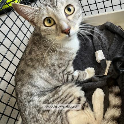 Foto 1/1 Gato encontrado Encontrado en Roubaix