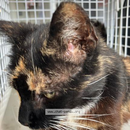 Foto 1/1 Gato encontrado Encontrado en Emmerin