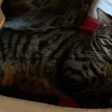 Foto del gato perdido en Rognes