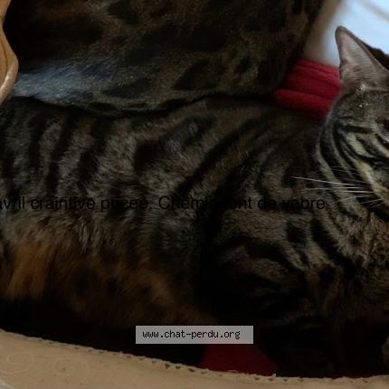 Foto 1/1 Cybele Chat perdido en Rognes