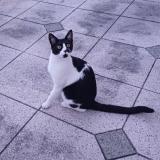 Foto del gato perdido en St Genis Laval