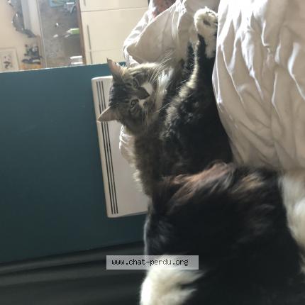 Foto 1/1 Alphi Chat perdido en Saint cere