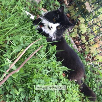 Foto 1/1 Bagera Chat perdido en Saint die des vosges