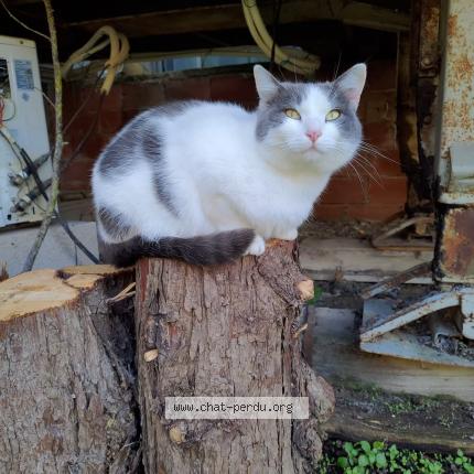 Foto 1/3 Charly Chat perdido en Beziers