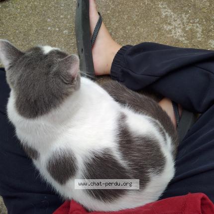 Foto 3/3 Charly Chat perdido en Beziers