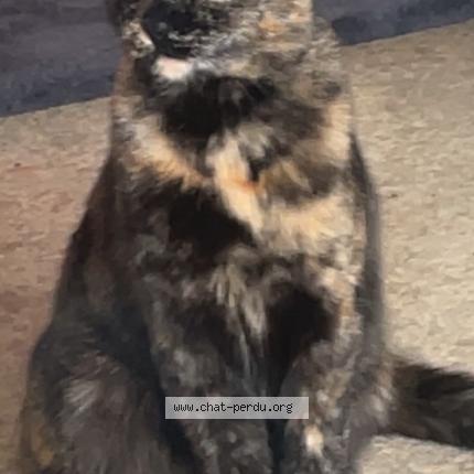 Foto 1/1 Bobo Chat perdido en Epinal