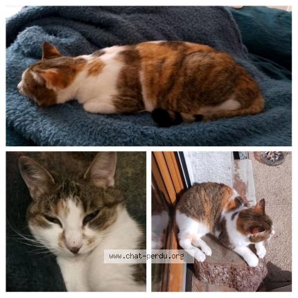 Foto 1/1 Rosélia Chat perdido en Espaly saint marcel