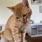 Foto del gato perdido en Montauban