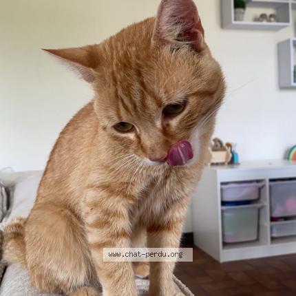 Foto 1/1 Ron Chat perdido en Montauban