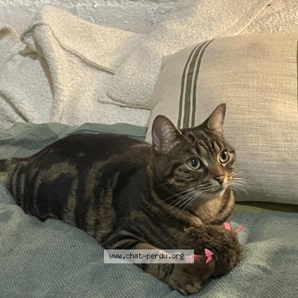 Foto 1/1 Pôchi Chat perdido en Bagnolet