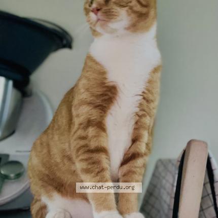 Foto 1/1 Ghislaine Massard Chat perdido en Nogent sur loir