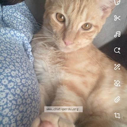 Foto 1/1 Jack Chat perdido en Yves