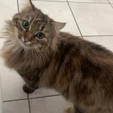 Foto del gato perdido en Dompierre Sur Yon