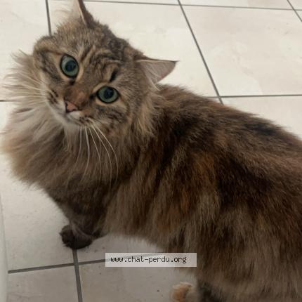 Foto 1/1 Choupette Chat perdido en Dompierre sur yon