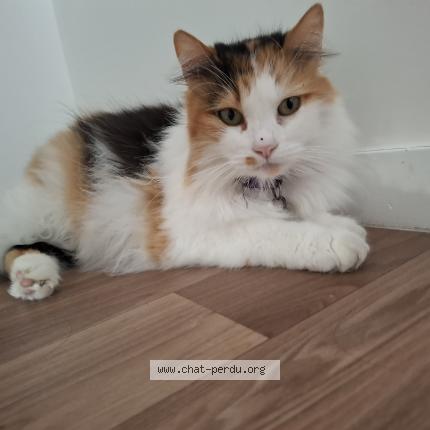 Foto 1/1 MAMOUTE Chat perdido en Donges