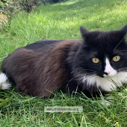 Foto 1/1 Spike Chat perdido en Orchies