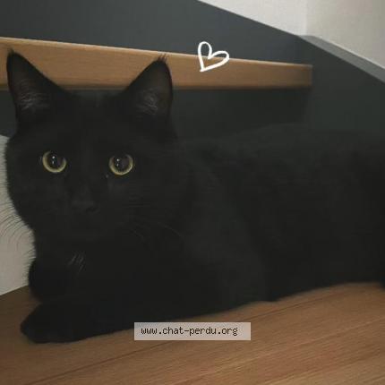 Foto 1/1 Kara Chat perdido en Champagney