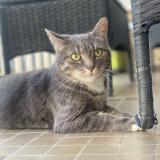 Foto del gato perdido en Reims