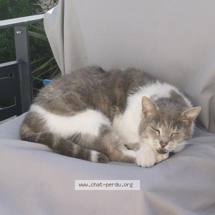 Foto 1/1 BOSS Chat perdido en Argeles sur mer