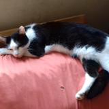 Foto del gato perdido en Malzeville