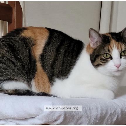 Foto 1/1 Mimi Chat perdido en Poissy