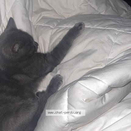 Foto 1/1 Mimi Chat perdido en Saint cheron