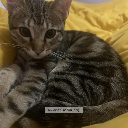 Foto 1/1 Timou Chat perdido en Avranches