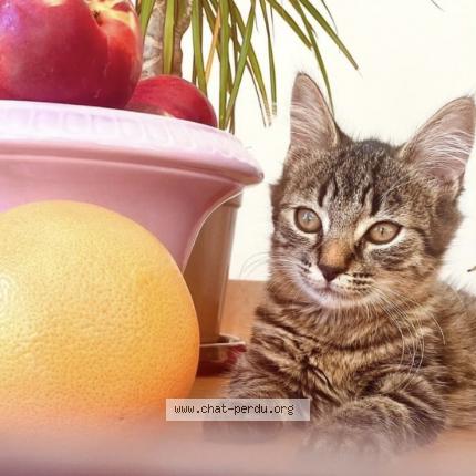 Foto 1/1 Yoshi Chat perdido en Marans