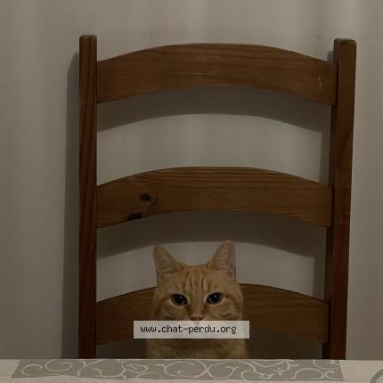 Foto 3/4 Pablo Chat perdido en Montpellier