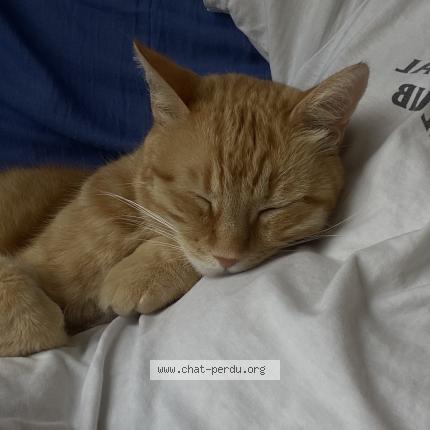 Foto 4/4 Pablo Chat perdido en Montpellier