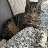 Foto del gato perdido en Saxion Sion