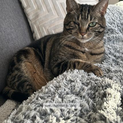 Foto 1/1 Marcel Chat perdido en Saxion sion