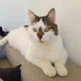 Foto del gato perdido en Bainville Sur Madon