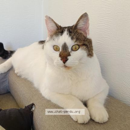 Foto 1/1 Oliver Chat perdido en Bainville sur madon