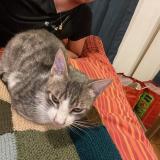 Foto del gato perdido en Lancon De Provence