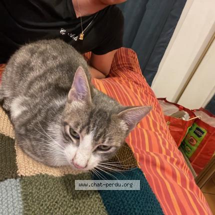 Foto 1/1 Tyrion Chat perdido en Lancon de provence