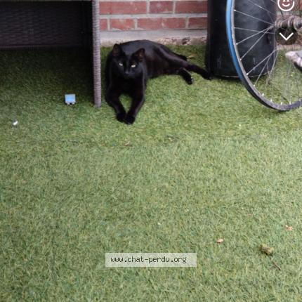 Foto 1/1 Prince Chat perdido en Le neubourg