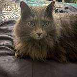 Foto del gato perdido en Brindas