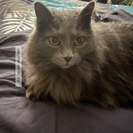 Foto 1/1 Ramsès Chat perdido en Brindas