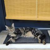 Foto del gato perdido en Lagos