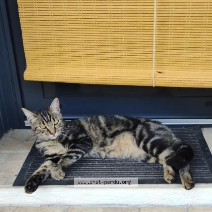 Foto 1/1 Mimi Chat perdido en Lagos