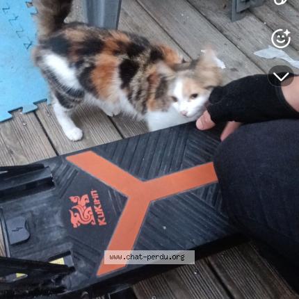 Foto 1/1 Fifi Chat perdido en Armentieres