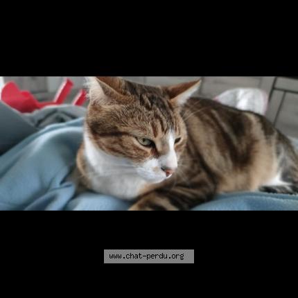 Foto 1/1 Simba Chat perdido en Champs sur marne